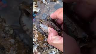 Catching seafood outdoors and discovering a variety of marine life #104