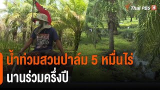 น้ำท่วมสวนปาล์ม 5 หมื่นไร่นานร่วมครึ่งปี จ.นครศรีธรรมราช (18 มี.ค. 65)