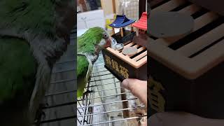 オキナインコ鐘を鳴らしてお賽銭 #shortsfeed