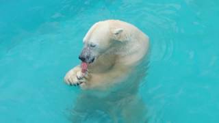 2019.1.28 13:18 釧路市動物園 ホッキョクグマ キロル パクパクタイム