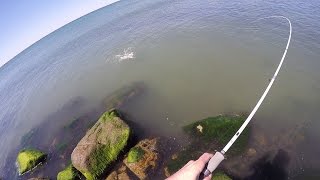 Spring run Striper Searching Rhode Island Quick Tips and Report Video.