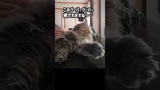 猫の可愛い仕草がたまら～ん