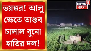 Chandrakona তে আলু ক্ষেতে বুনো হাতির তাণ্ডব! মাথায় হাত কৃষকদের | Bangla News