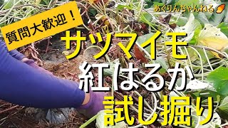 【さつまいも】紅はるかの収穫・試し掘り【有機農家直伝！無農薬で育てる家庭菜園】