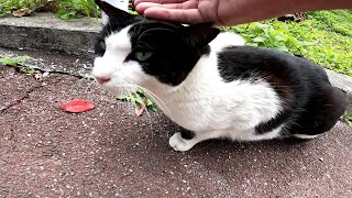 沖縄の公園にいたカワイイ野良猫をナデナデしてきました