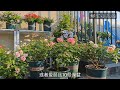 这样做，能让你的月季长得飞快！！doing so can make your roses grow quickly