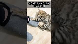 飼い主 の足で激しく遊ぶ ベンガル子猫 #shorts #cat