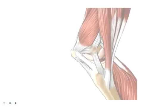 Are muscles and ligaments the same thing?