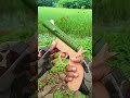 DIY Bamboo Gun  #asmr #shortvideo #gun #handgun #bamboo #shorts