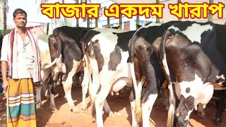 ১১০ হাজার টাকা থেকে গোলাম নবি ভাইয়ের বাচ্চা সহ দুধের গাভী। শরৎনগর গরু হাট। ৮/১২/২০২৪