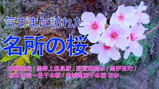 【名所の桜 気ままに訪れた15ヶ所】湯野上温泉駅/権現堂/ 一目千本桜/赤城南面千本桜/ 南伊豆の河津桜/大法師公園/三ツ池公園/JR山北駅/いすみ鉄道/東寺/琵琶湖疏水など(2021−23年) 4K