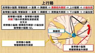 小脳神経線維の上行路　～No 57 理学療法士国家試験対策　シリーズ～