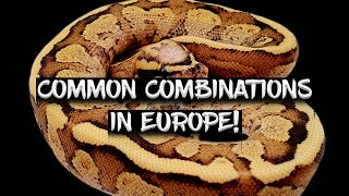 Top 10 Most Popular Ball Python Combinations in Europe!