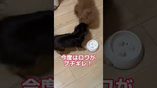 はらぺこ兄妹にご飯一粒ドッキリしたら衝撃の結末に... #犬 #チワワ #トイプードル #多頭飼い #子犬 #shorts #short