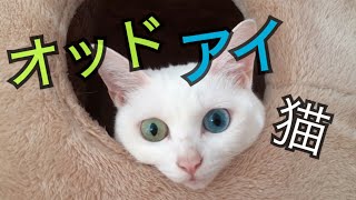 目力半端ない‼︎オッドアイの白猫、梅ちゃん！