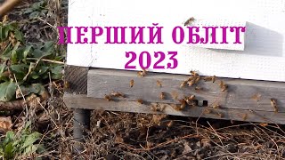 Перший обліт бджіл 2023 року.