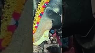 Chettimoorthi Kavu temple in Malappuram introduced a lifelike robotic elephant in rituals