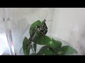 無尾鳳蝶飼養記錄papilio demoleus〈昆蟲 02美麗的蛻變1 4化蛹蛻成蝶〉7 6室內一晚0720