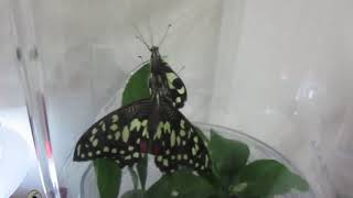 無尾鳳蝶飼養記錄Papilio demoleus〈昆蟲-02美麗的蛻變1-4化蛹蛻成蝶〉7 6室內一晚0720