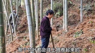 老师傅挖笋真厉害,只要看竹叶就知道那棵竹子笋被挖了,长知识了【山村大雄】