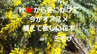 秋🍁から冬にかけて今がオススメ植えて欲しい花木‼️　#1 ミモザ　育て方植える時の注意点や剪定など詳しく紹介‼️