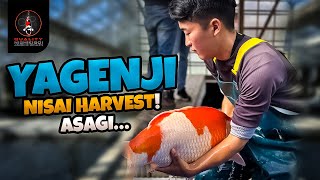 YAGENJI SURPISE NISAI ASAGI HARVEST!! PLUS INFO!