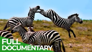 Punda the Zebra - The Tale of an Unusual Hero | Free Documentary Nature