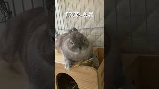 寝ても手の動きは察知するうさぎ #うさぎ #bunny #zzz