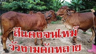 ขายวัวบราหมันยกคอก ของดี ราคาจับต้องได้ บรามันห์แดงหัวโล้น ถูกใจจัดเลยครับ