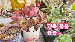 #로스코프😘분갈이 후딱해서 보고 있으니 행복합니다 ㅎㅎ 😄23.8.30/korean succulents plants 💖