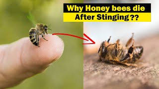 Why Do Honey Bee Dies After they Sting Humans ?