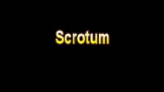 What Is The Definition Of Scrotum Medical School Terminology Dictionary