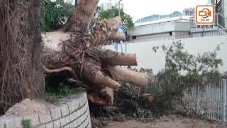 山竹塌樹未清恐再冧　行人避出馬路險象環生