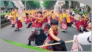 【4K】早稲田大学 東京花火｜花かるた（原宿表参道元氣祭スーパーよさこい2016 表参道）