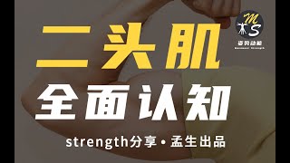 肱二头肌：全面认知与损伤预防