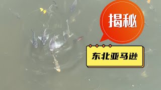 揭秘鱼友们口传心授的“东北亚马逊”，位置在哪里？为何冬天也能存活？能不能去捞鱼？