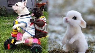 Cutest baby animals Videos Compilation Cute moment of the Animals -Pet Beasts#22