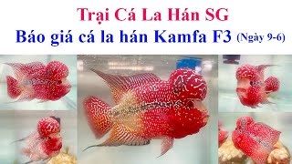 Báo giá cá la hán Kamfa F3 ngày 9-6 - Trại Cá La Hán SG