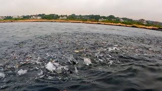 Striped Bass \u0026 Mackerel Blitzes - Tons Of Bait And Fishing Activity