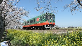 《桜と菜の花畑を駆け抜けるＳＬ、モオカ14形》真岡鐡道：SL・桜・菜の花街道【栃木県】（20240413撮影）