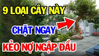 9 Loại Cây Dù THÍCH ĐẾN MẤY Cũng Cấm Trồng Trong Nhà Kẻo TÁN GIA BẠI SẢN, Tiền Bạc Đội Nón Ra Đi