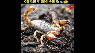 ପଶୁ ପକ୍ଷୀ ଙ୍କ ଅଜଣା କଥା #ytshorts # short # odia fact