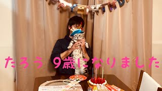 9歳誕生日 たろう 猫#shorts おめでとう 猫じゃらし アメリカンショートヘア #ショート動画