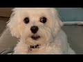 top 10 gorgeous maltese mixes dog breeds maltese mix