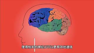 心理学：突触可塑性