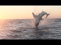 Bitten in Half By Huge Great White Shark in Greece - Vanda Perri