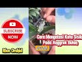 Cara Mengatasi Hama Kutu Sisik Pada Anggrek Bulan #anggrekbulan #plants #orchid #garden