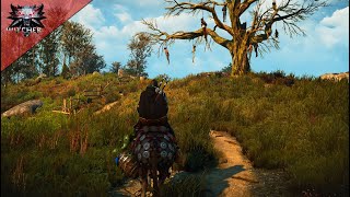 Geralt Travels On Horseback To Novigrad - The Witcher 3 - Emotional Soundtrack & Ambience