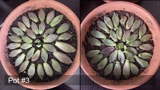 Succulent leaf propagation using Graptosedum California Sunset + 1 month update!