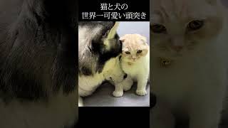 猫と犬の世界一かわいい頭突き。#shorts